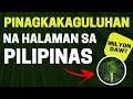 Download Lagu HALAMAN NA NGAYON LANG NAKITA SA PILIPINAS, BAKIT KAYA PINAGKAKAGULUHAN?