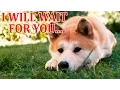 Download Lagu HACHIKO: A DOG'S STORY Movie Trailer / Film / Music Video + Statue | DOGE MEME
