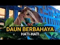 Lagu JANGAN SEMBARANGAN! 6 DAUN INI SANGAT BERBAHAYA UNTUK KAMBING 