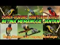 Download Lagu SUARA BURUNG MANTENAN RIBUT BETINA MEMANGGIL JANTAN Burung Mantenan Langsung Berdatangan
