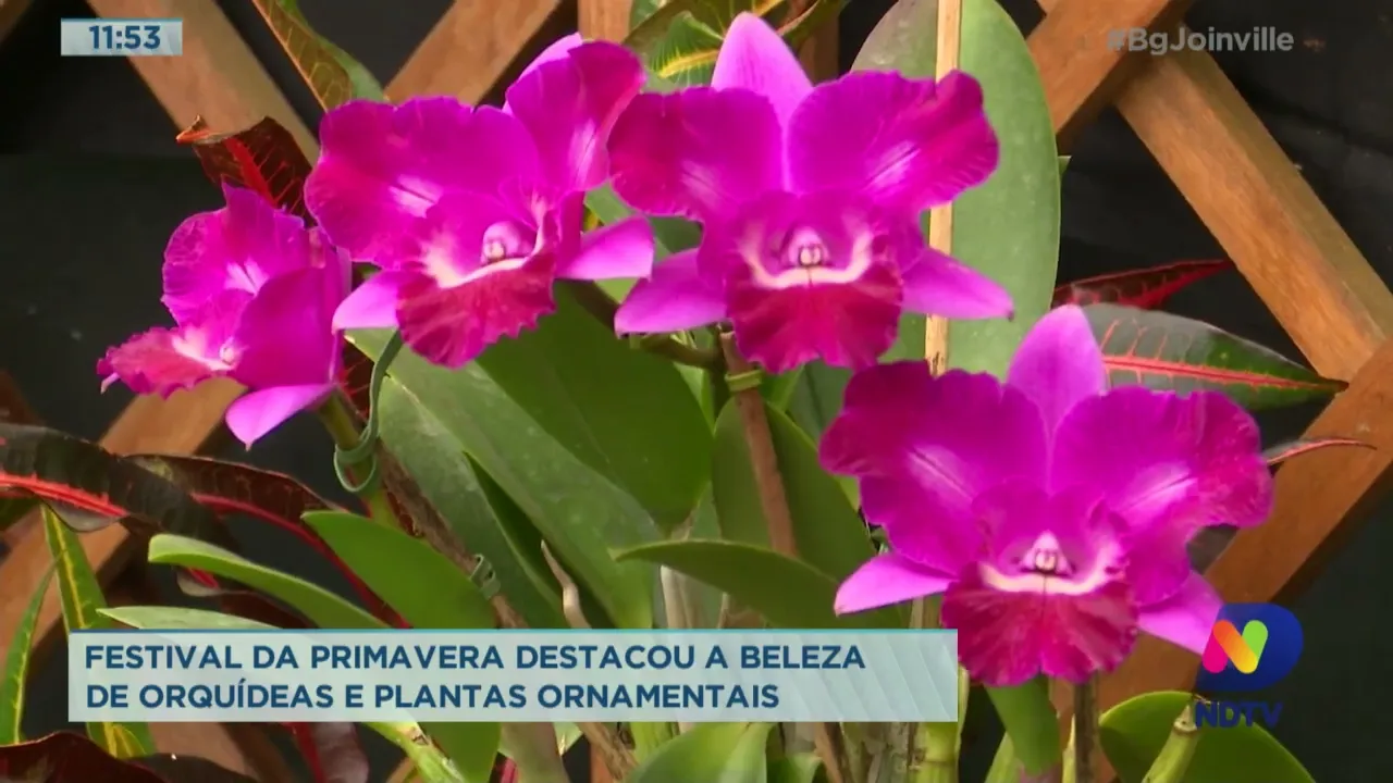 Festival da Primavera destacou a beleza de orquídeas e plantas ornamentais