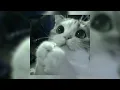 Download Lagu lovely - sped up / nightcore