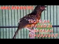 Download Lagu PANCINGAN MURAI BATU TROTOL AGAR  CEPAT GACOR/TROTOLAN JAHAT#muraitrotol#muraitrotolgacor#