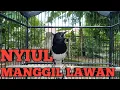 Download Lagu suara BURUNG KACER NYIUL sangat ampuh untuk pancingan Kacer bahan