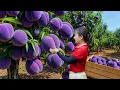 Download Lagu Harvesting 1000+ Giant Sweet Purple Peach \u0026 Homemade Baked Cassava Cake | Traditional Village Recipe