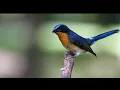 Download Lagu suara pikat burung tledekan mp3