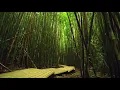 8 Hours - Bamboo Forest and Relaxing Nature Sounds 4K