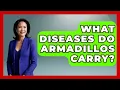 What Diseases Do Armadillos Carry - The Marksman s Journal
