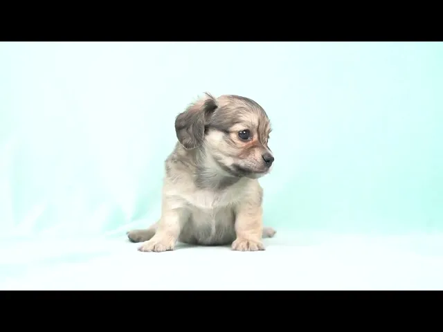 動画