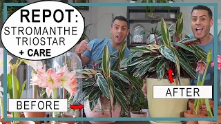 Download Repotting My Huge Stromanthe Tristar/Tricolor + 1 Year Growth Before and After + Crucial Care Tips! MP3