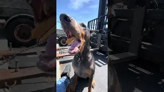 #fyp #dream #doberman #pets #youtube