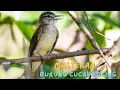 Download Lagu MASTERAN BURUNG CUCAK KUCING || BURUNG LANGKA!!!