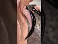 Erosion Opium Bird Claw Nails would look like this Birds of Antarctica