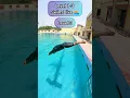 How to Dive for Swimming Level 1-3