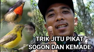 Download DIJAMIN ‼️ cara pikat burung sogok ontong dan kemade yang susah turun paling ampuh MP3