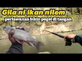 Download Lagu GILA NI IKAN NILEM BABON PERLAWANAN YA BIKIN PEGEL DI TANGAN !! TEKNIK NUTUL TROLING @nopinpofishing