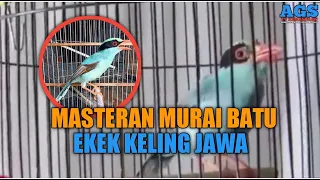 masteran murai batu ekek keling jawa