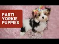 Parti Yorkie Puppies Everything You Need To Know