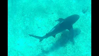 Jumentos   Population Zero