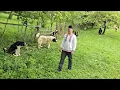 Download Lagu CIOBANESTI DE BUCOVINA FOARTE PUTERNICI,PAZESC STANA LUI ILIE FATU SI A LUI MIHAI FATU.