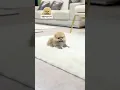 Download Lagu #cute #poompoom #pets #cutedog #poms #poodle #puppy #มินิบิชอง #animals #บิชองฟริเซ่