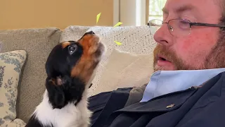 These SASSY Puppies Can’t Stop Talking Back to Their Humans 🤣