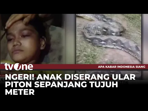 Anak Diserang Ular Piton Sepanjang 7 Meter, Korban Dililit saat Melintas di Kebun
