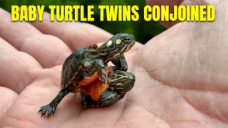 Separating Twin Baby Turtles Born Conjoined