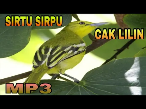 Download MP3 Suara Pikat Burung Sirtu Sirpu Cipoh | Burung Cak Lilin | Bird Sound