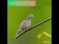 Download Lagu Suara merbuk betina