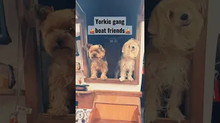 Coby the sailor visiting his friend Bobby the sailor #boatdog #sailing #sailboat #boatbuddies