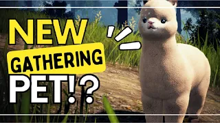 Black Desert Online - Pwudgy Llama Pet Guide