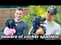 6 Reasons You SHOULD NOT Get a Cocker Spaniel