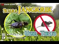 #Jangrik #Tikus Suara Jangkrik Pengusir Tikus 10 Jam Non Stop