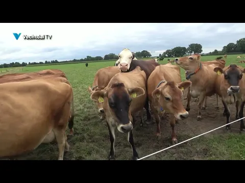 Veehouders over het convenant Dierwaardige veehouderij