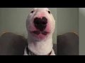 Cursed Dogs