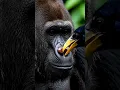 Download Lagu 😲OMG cute Sparrow Rescuing a giant Gorrila #wildliferescue #wildlife #cute #rescue #animals