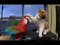 Macaw vs Calico Cat