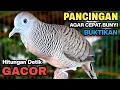 Download Lagu Perkutut Lokal Gacor RAJA PIKAT Ahlinya Bikin Semua Burung Perkutut Gacor Nyaut.
