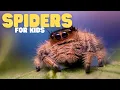 Spiders for Kids | Learn all about these amazing arachnids!