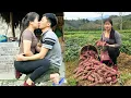 Download Lagu Harvesting sweet potatoes and star fruit to sell at the country market - Linh's romantic love