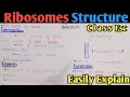Ribosome Ribosome Structure Ribosome Function Polysome Class 11 Biology