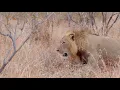 Download Lagu Young Male Lion Looking Magnificent (Nzuri)