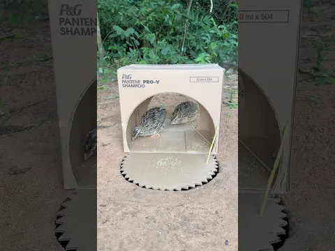 Awesome Very Creativity Quail Trap Using Cardboard Box #shorts