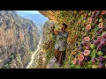Harvesting Fig from the Dangerous Cliffs of Dena Secret of Survival Zagros Nomads