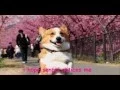 Download Lagu 5 minutes of cuteness (Kawaii Song) ~ You are my senpai