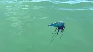 Portuguese Man of War. Beautiful but deadly. #SHORTS