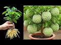 Download Lagu 3 Tricks to grow of sugar apple tree | How to grow sugar apple tree