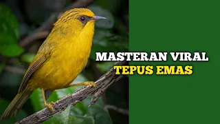 masteran langka tepus emas gacor suara full besetan