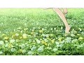NIKK BLVKK - Zephyr's Flutter